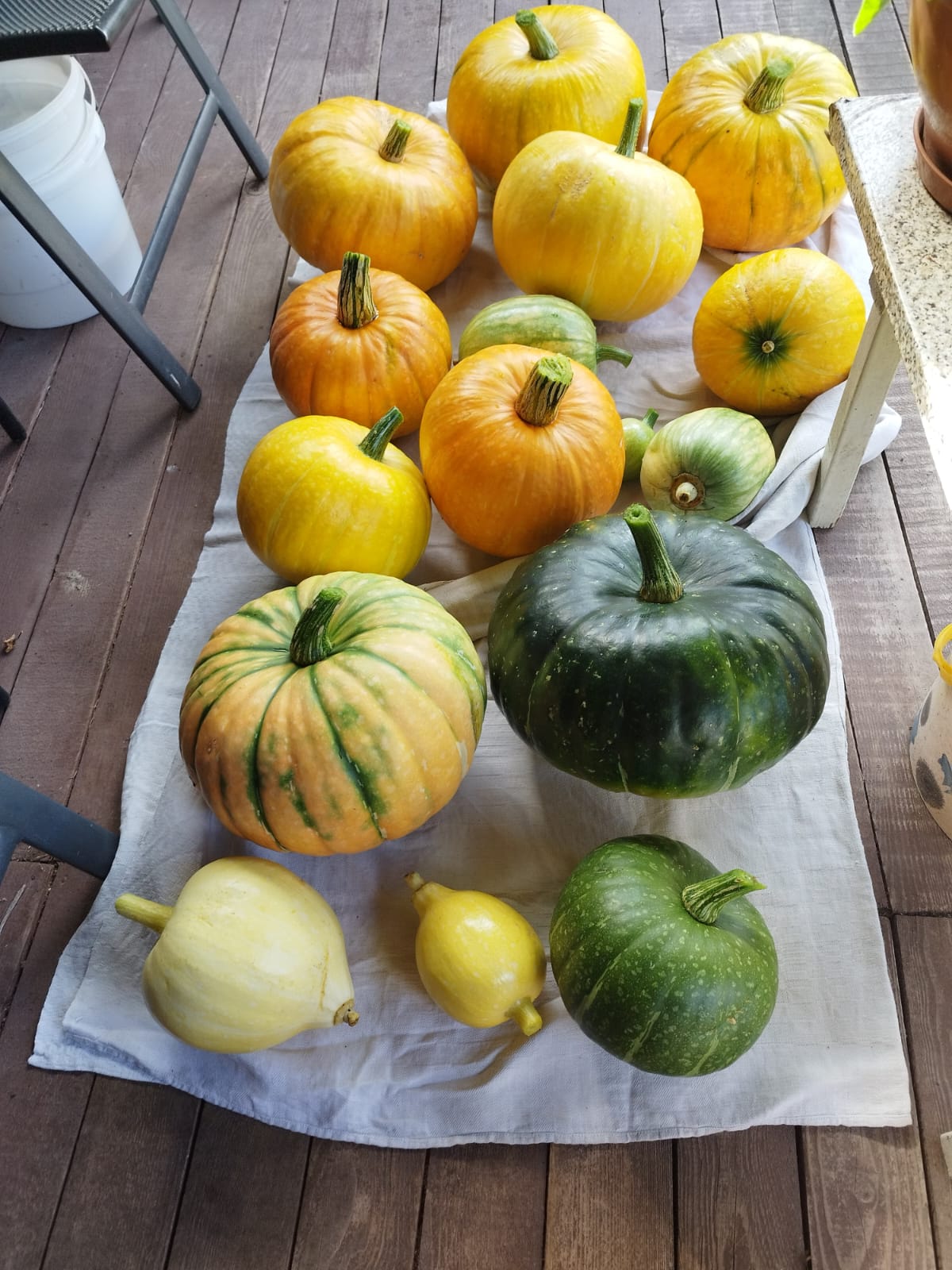 7.n klases skolēni izaudzē ķirbjus komposta kaudzē un uzvar konkursā