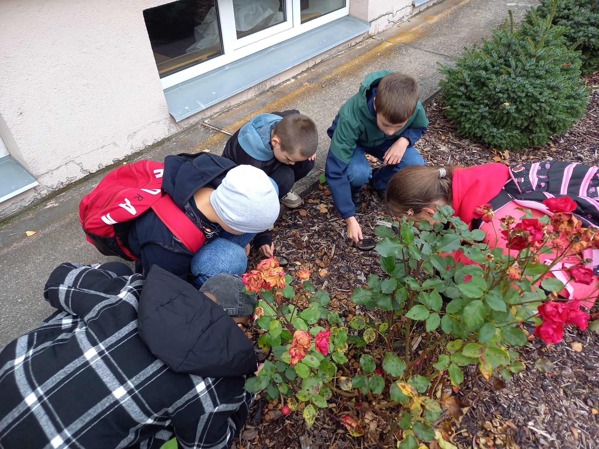 “Sēņu BioBlitz”